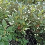 Shepherdia canadensis Leaf