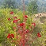 Celosia argenteaFlower