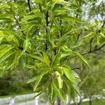 Prunus dulcis List