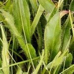 Hieracium villosum Folha