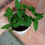 Clitoria mariana Blad