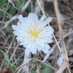 Pinaropappus roseus 花