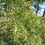 Juniperus communis Hostoa