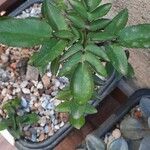 Bryophyllum proliferum Φύλλο