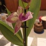 Zygopetalum maculatum Flor