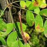 Caragana arborescens Meyve