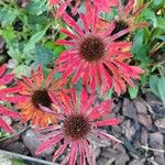 Echinacea purpureaFlor