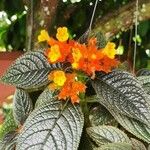 Chrysothemis pulchella Flower