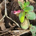 Lythrum rotundifolium Blatt