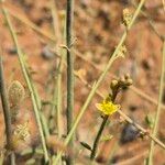 Leptadenia pyrotechnica Kwiat