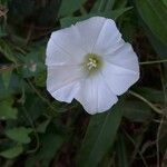 Calystegia sepiumКвітка