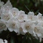 Rhododendron hyperythrum Virág