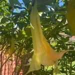 Brugmansia × candidaKwiat