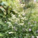 Poa pratensis Flower