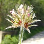 Trifolium stellatum Fruit