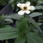 Zinnia spp. Flower