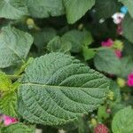 Lantana aculeata Fuelha