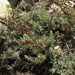 Artemisia caerulescens ᱥᱟᱠᱟᱢ