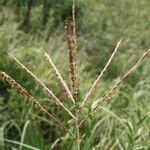 Dichanthium annulatum फूल
