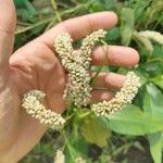 Persicaria senegalensis Flower