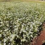 Daucus muricatus Habit