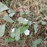 Ipomoea lacunosa Liść