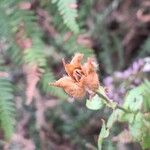 Cistus inflatus Flor