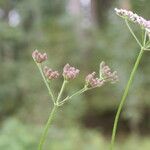 Torilis japonicaFlower