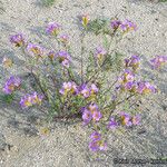 Phacelia bicolor आदत