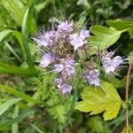 Phacelia tanacetifoliaЦветок