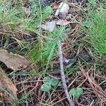 Seseli peucedanoides Hoja