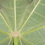 Sterculia apetala Leaf