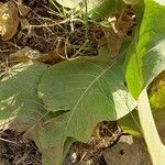 Inula helenium Liść