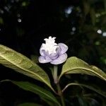 Psychotria urbaniana Flower