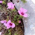 Saxifraga oppositifolia Blomma