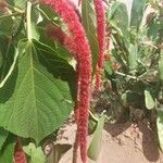 Acalypha hispidaBloem