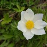 Anemone baldensis Blüte