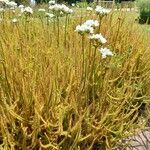 Drosera binata Buveinė