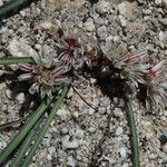 Allium obtusum Fiore