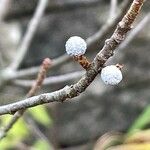 Myrica pensylvanica Gyümölcs