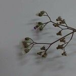 Cyanthillium cinereum Flower