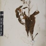 Echinacanthus attenuatus Otro