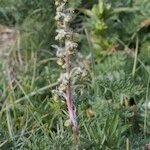 Artemisia atrata Habit