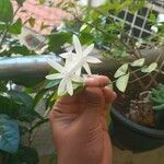 Jasminum grandiflorumFlor