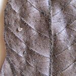 Tetrameranthus guianensis Други