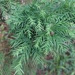 Cryptomeria japonica ᱥᱟᱠᱟᱢ