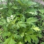 Artemisia princeps List