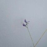 Delphinium gracile Flower
