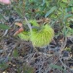 Eucalyptus lehmannii Blomma