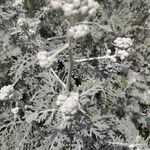 Artemisia arborescensBlomma